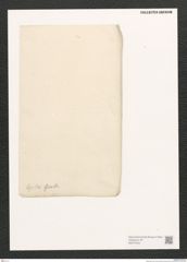 Diatomeae indet. Zeichnungen Sammlung Grunow (NHMW-BOT-W0372432)